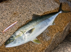 メジロの釣果