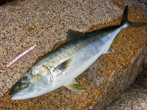 メジロの釣果