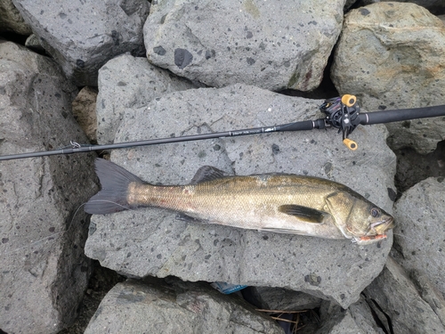 スズキの釣果