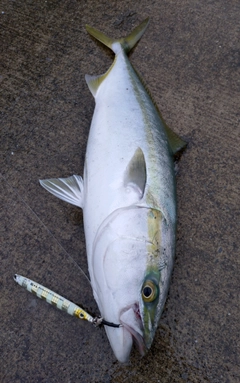 イナダの釣果