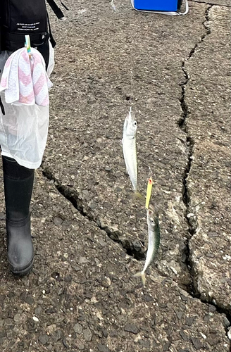 サバの釣果