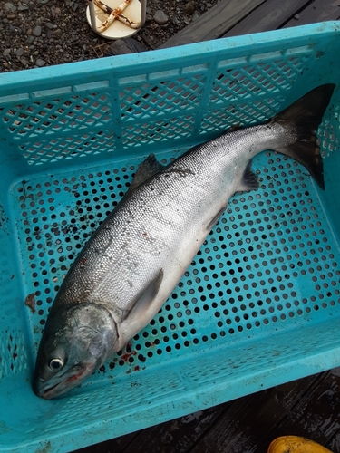 サケの釣果