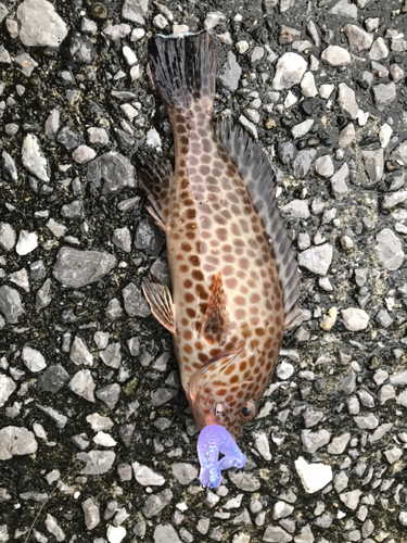 カンモンハタの釣果