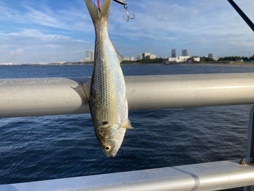 コノシロの釣果