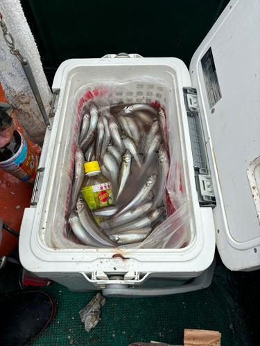 キスの釣果