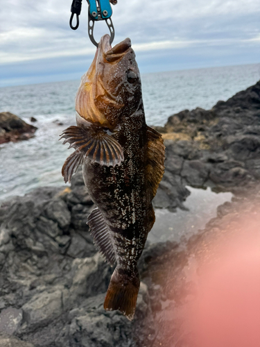 アイナメの釣果