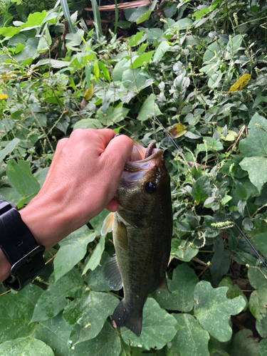 ブラックバスの釣果