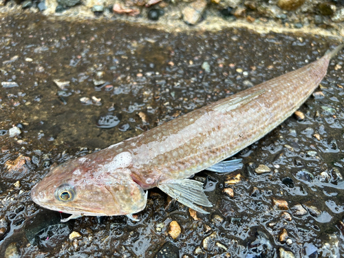 エソの釣果