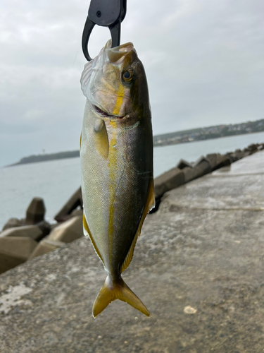 ショゴの釣果