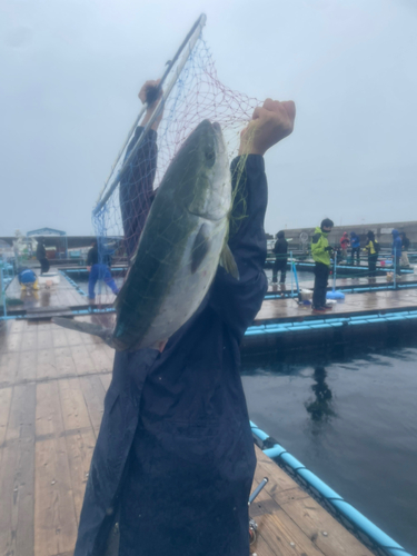 ワラサの釣果