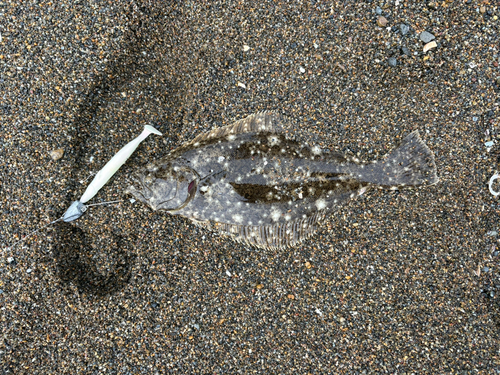 ソゲの釣果