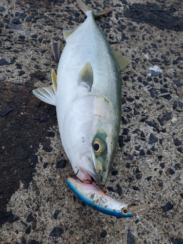 メジロの釣果