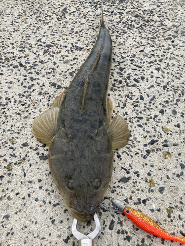 マゴチの釣果