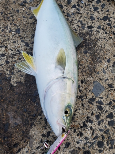 メジロの釣果