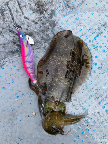 アオリイカの釣果