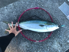 メジロの釣果