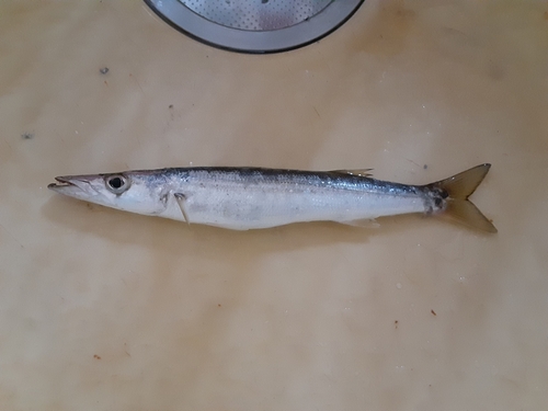 カマスの釣果