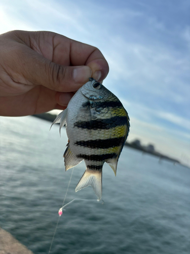 鹿島港魚釣園