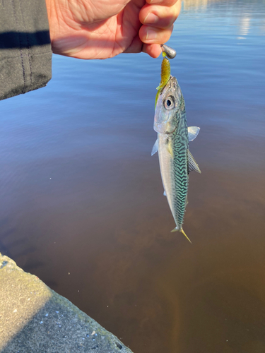 サバの釣果