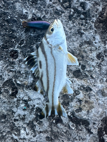 コトヒキの釣果