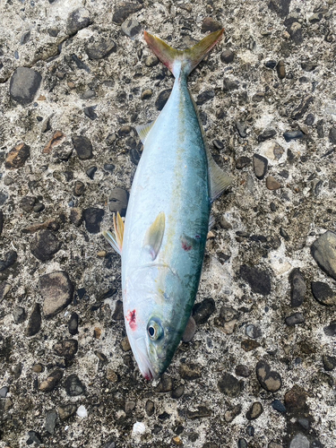 ヤズの釣果