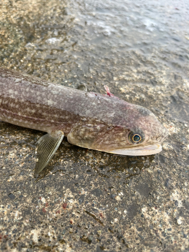 エソの釣果