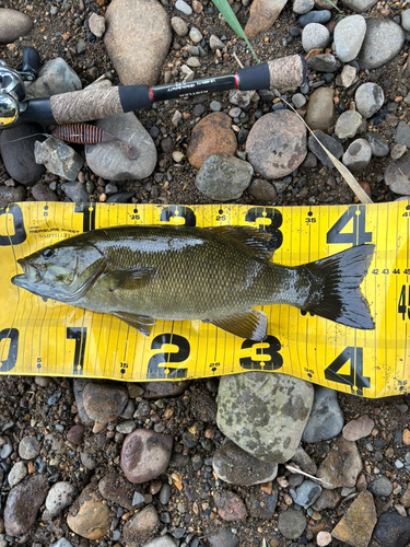 スモールマウスバスの釣果