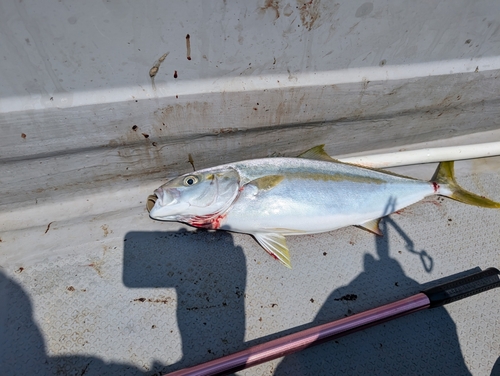 ヒラスの釣果