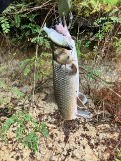 ニゴイの釣果