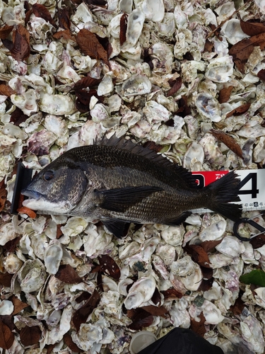 クロダイの釣果