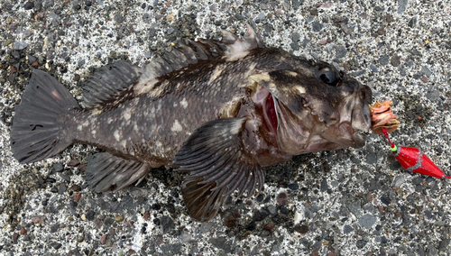 ソイの釣果