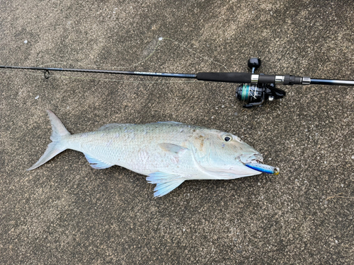 アオチビキの釣果