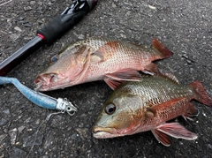 ゴマフエダイの釣果