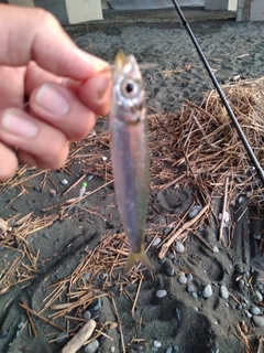 イワシの釣果