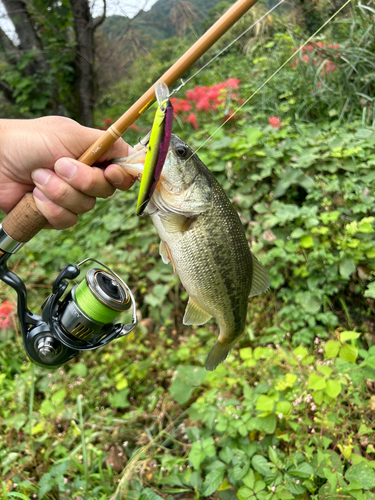 ラージマウスバスの釣果