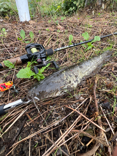 ナマズの釣果