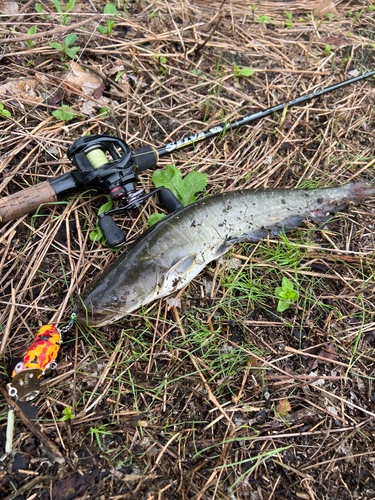 ナマズの釣果