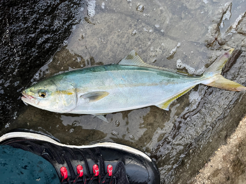 イナダの釣果