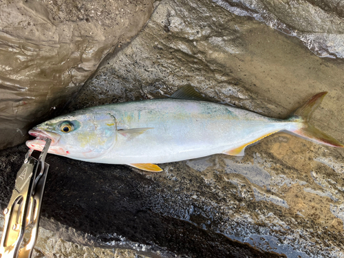 イナダの釣果