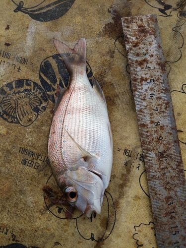 タイの釣果