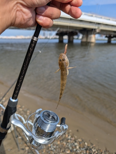 ハゼの釣果