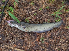 ナマズの釣果