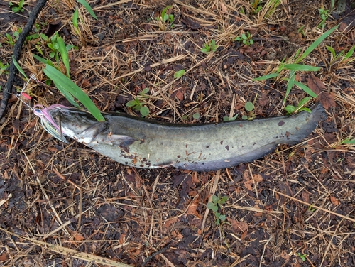 ナマズの釣果