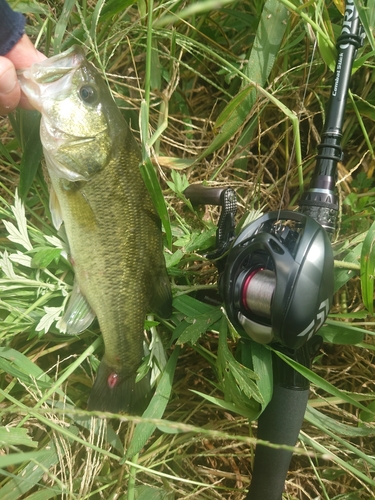 ラージマウスバスの釣果