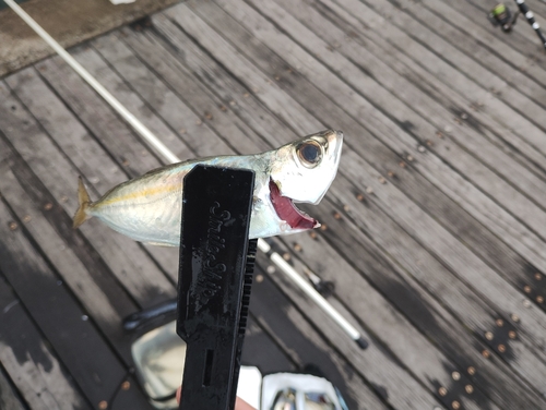 アオアジの釣果