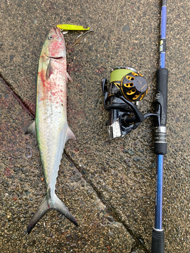 サゴシの釣果