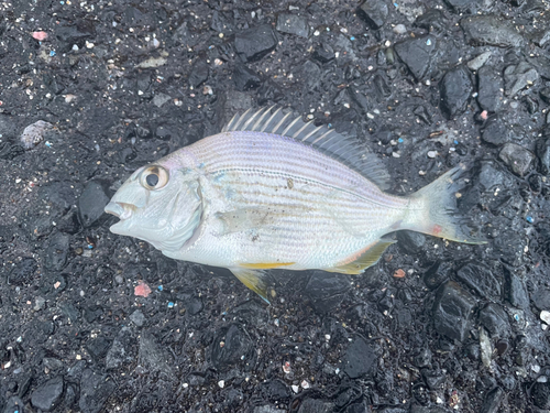 ヘダイの釣果