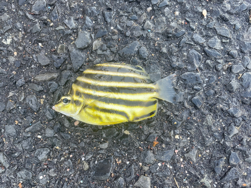 カゴカキダイの釣果