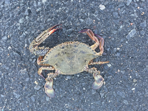 ワタリガニの釣果