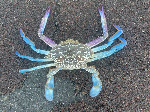 タイワンガザミの釣果